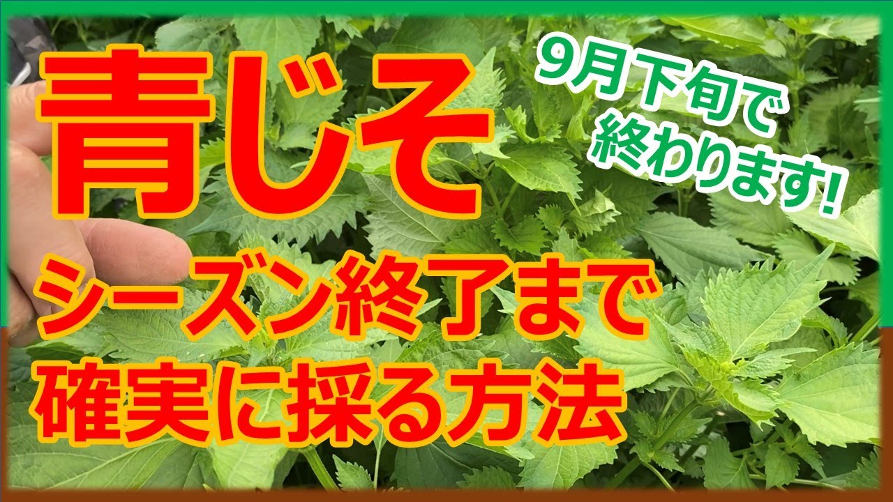 穂じそをシーズン終了ギリギリまで出さずに収穫する方法　#青じそ栽培