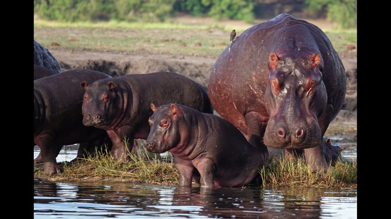 Serondela River Lodge, Chobe river, Namibia