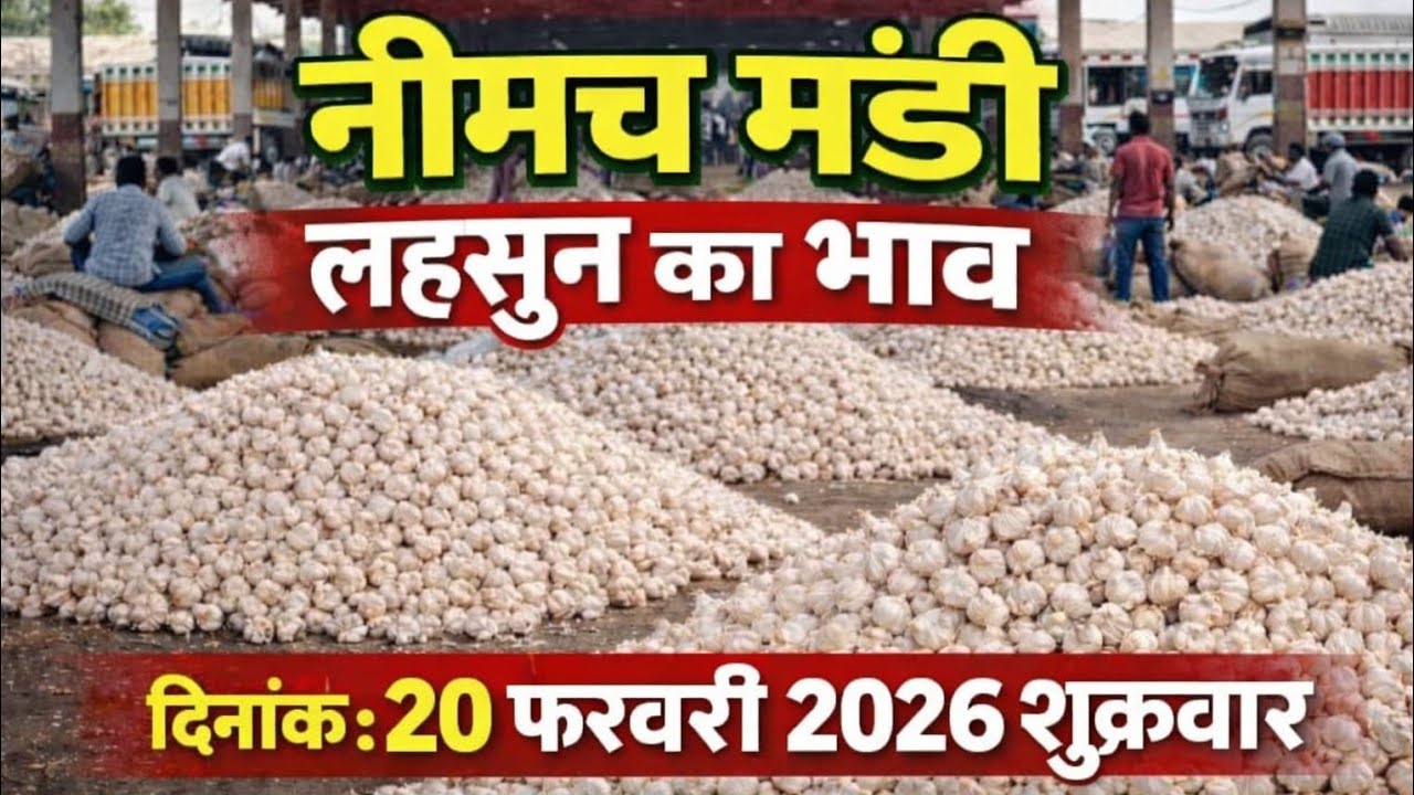 नीमच मंडी में नई लहसुन का भाव आज 🧄 | 20 फरवरी 2026 Neemuch Mandi Garlic Price Today  #mp44mandibhav