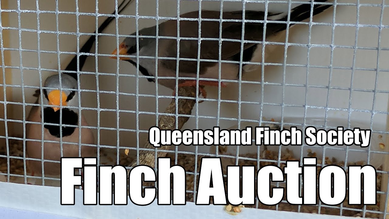 Bird Auction Queensland Finch Society September 2017