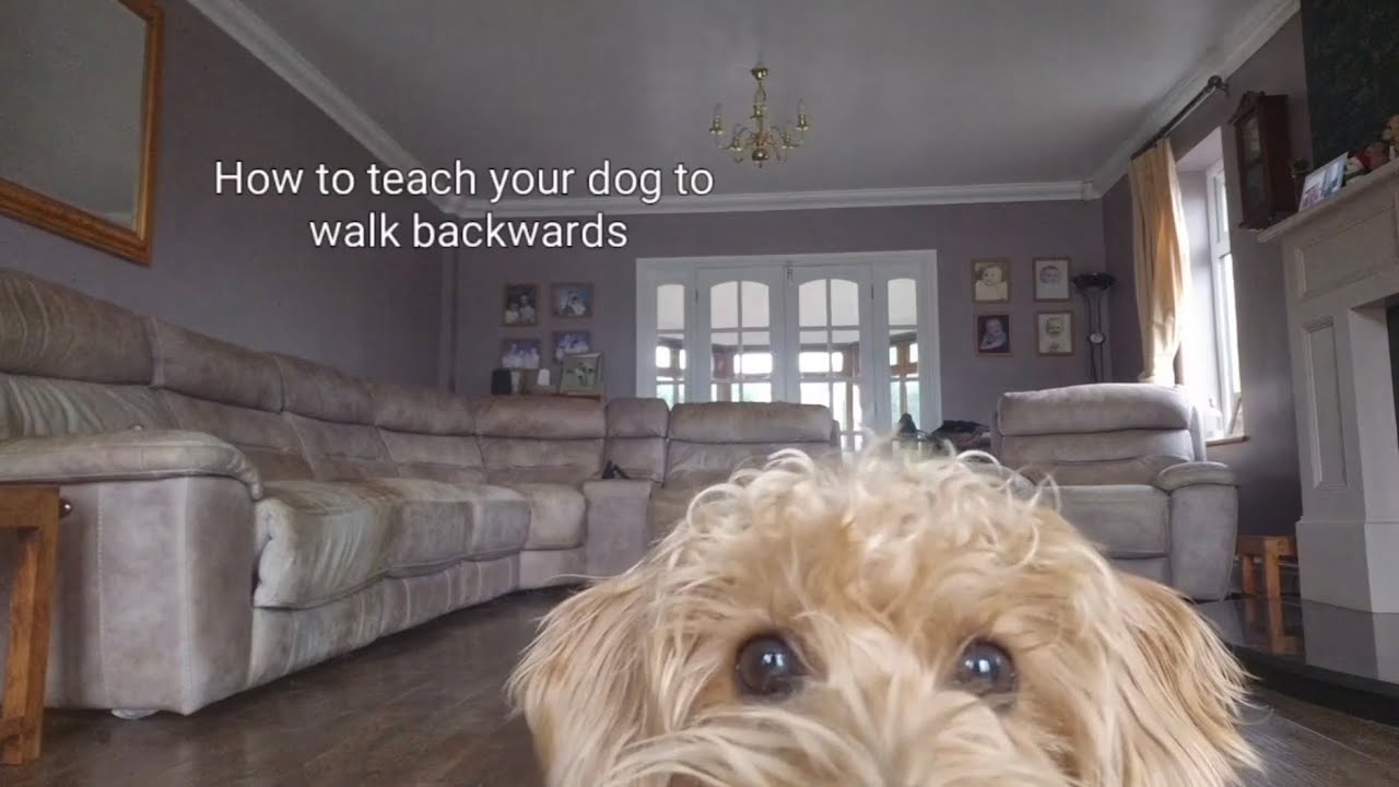 Teach your dog to walk backwards/have good rear-end awareness! 