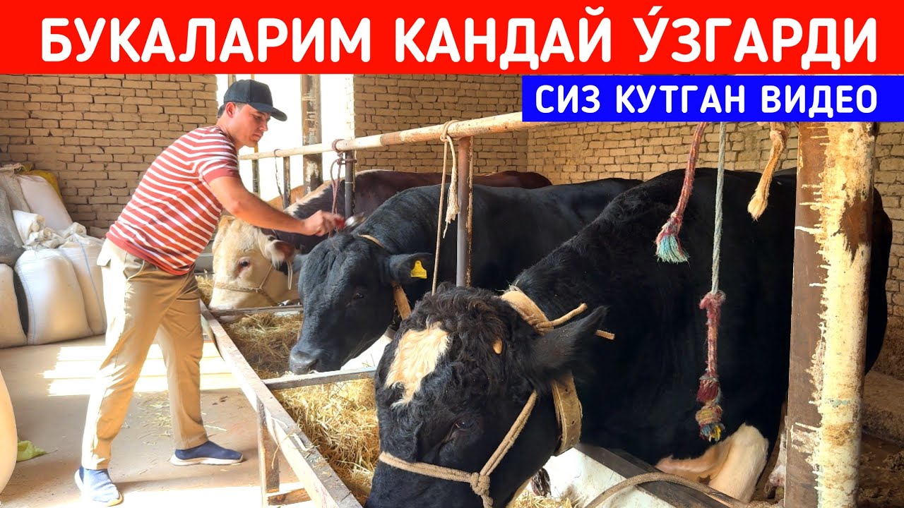 У́ЗИМНИ БУКАЛАРИМ КАНДАЙ У́ЗГАРДИ СИЗ КУТГАН ВИДЕО !!! ХОРАЗМ БОЗОР 