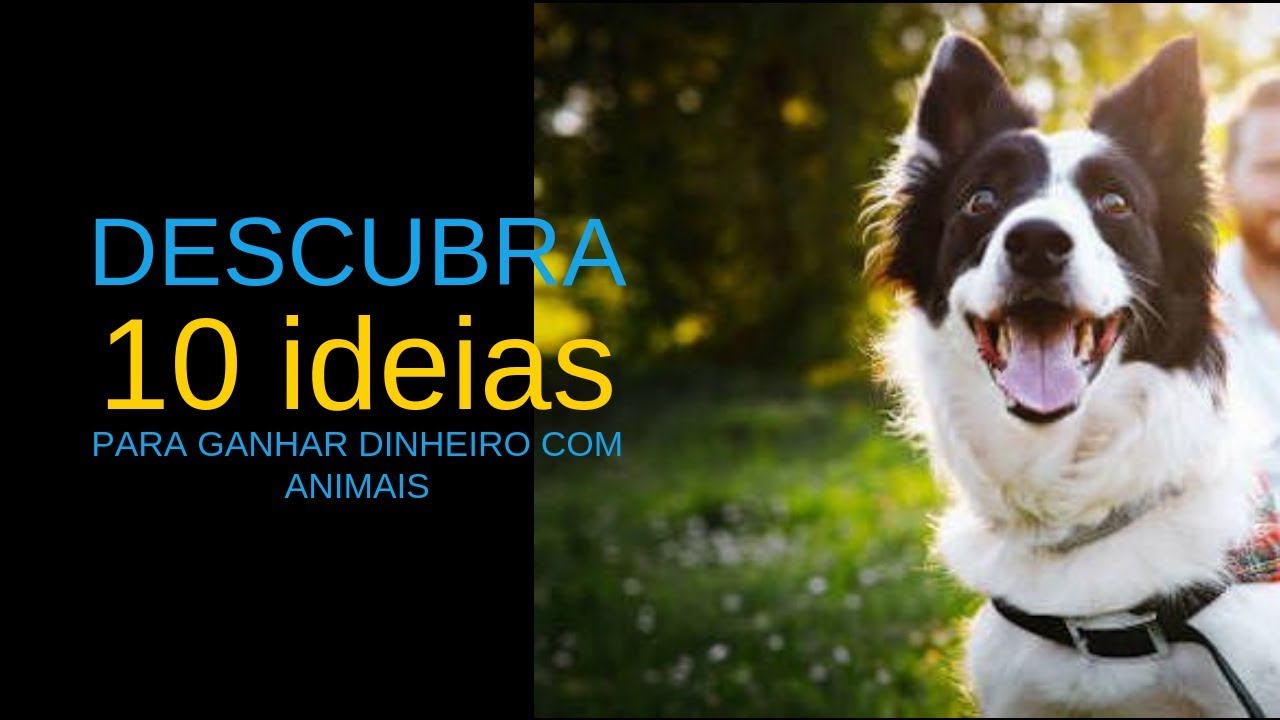 10 IDEIAS PARA GANHAR DINHEIRO COM ANIMAIS