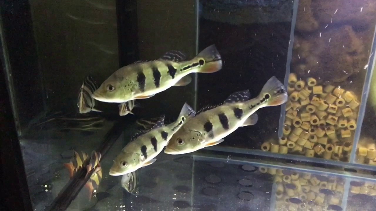 цихла оцеллярис