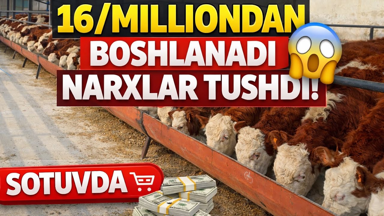 NARXLAR JUDAHAM ARZONLADI 16/MILLIONDAN BOSHLANADI 😲🏃🏃