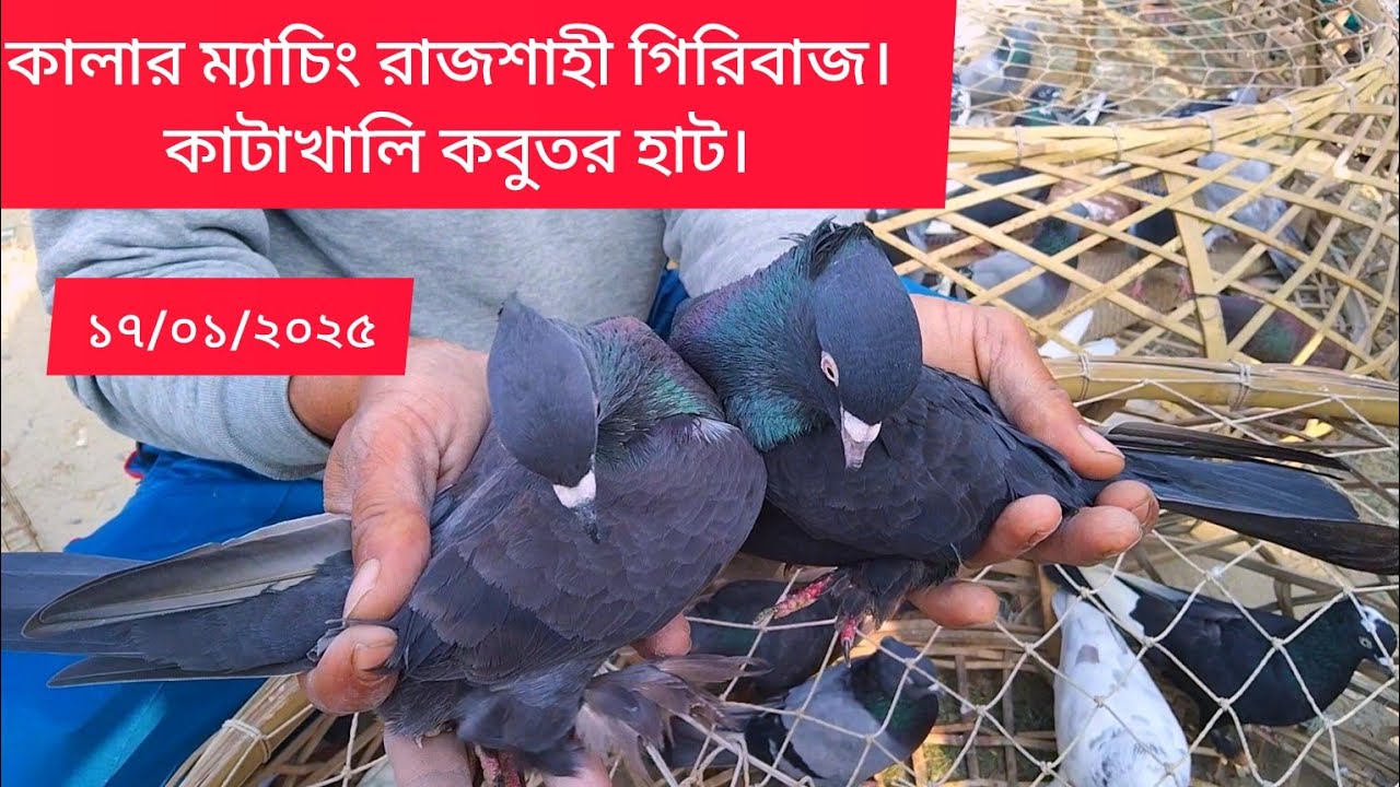 কালার ম্যাচিং রাজশাহী গিরিবাজ।। ১৭/০১/২০২৫।।কাটাখালি কবুতর হাট।। Katakhali kobutor hat।।