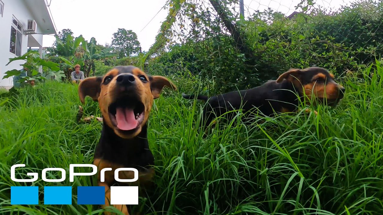 GoPro: National Dog Day