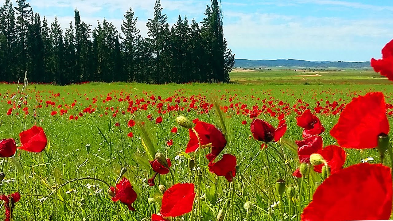 Relaxing Nature Ambience Meditation 🌹Healing Sounds of SPRING in a Poppy Meadow on a Sunny Morning#4