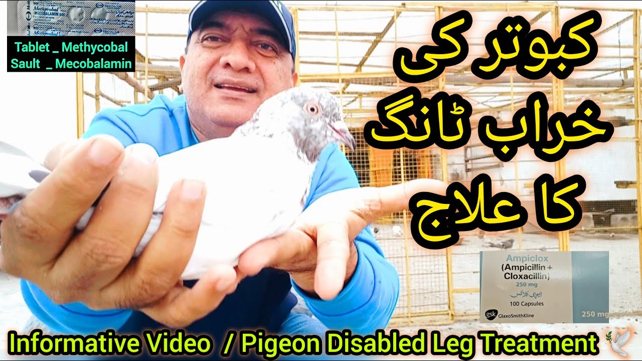 Kabootar ki kharab Tang ka ilaj | pigeon treatment