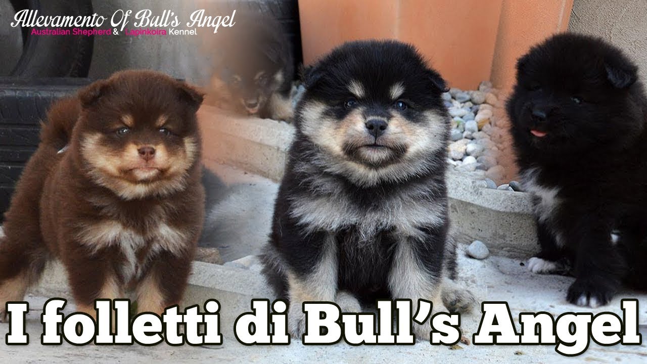 I FOLLETTI DI BULL'S ANGEL - cuccioli Lapinkoira