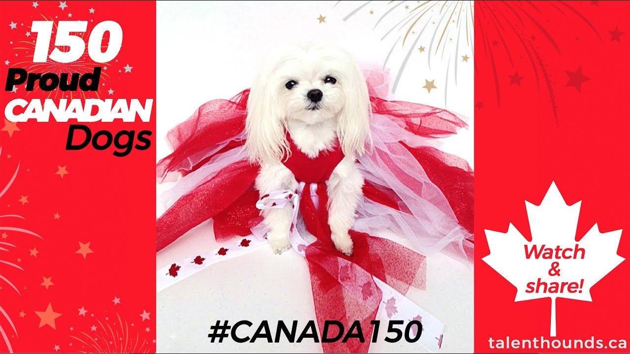 150 Proud Canadian Dogs for Canada Day