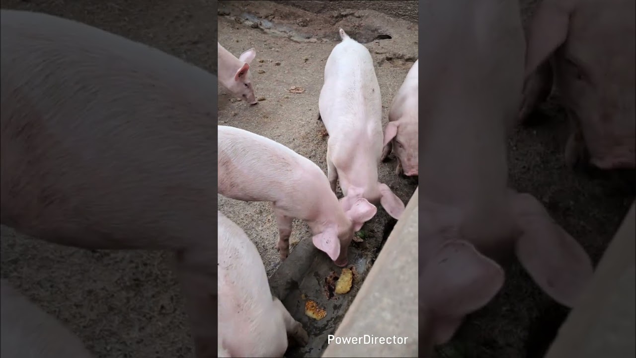 How we cut pig feeding cost at Nordic Kirathimo Farm Ventures #pigs farming 