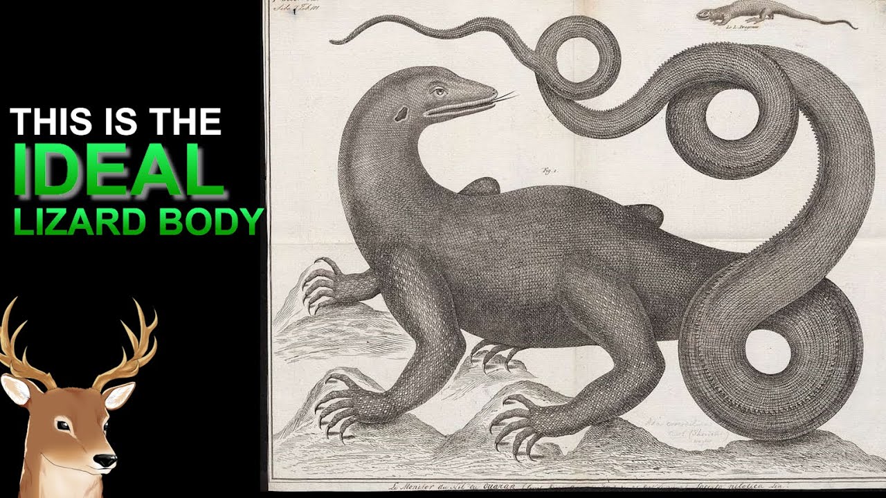 What Exactly is: Monitor Lizard | Biology of the Lizard King