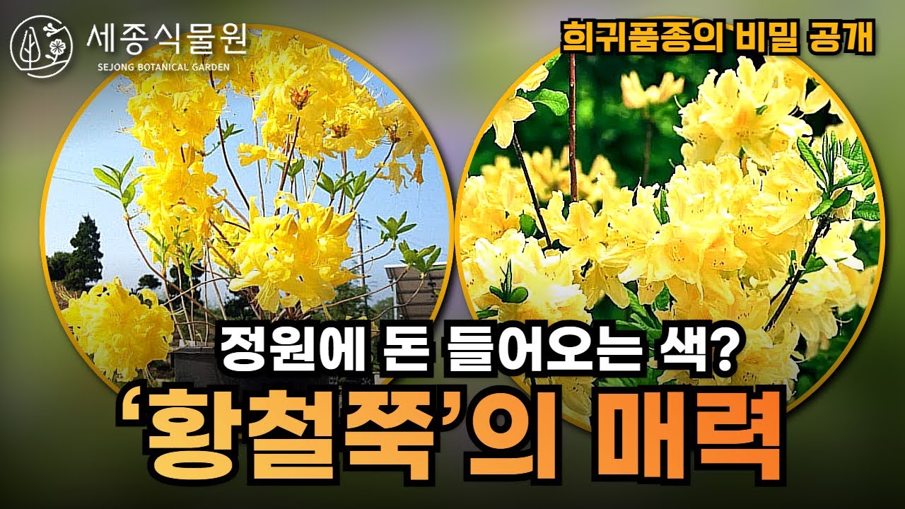 정원에 돈 들어오는 색? &lsquo;황철쭉&rsquo;의 매력 희귀품종의 비밀 공개 #진달래 #철쭉