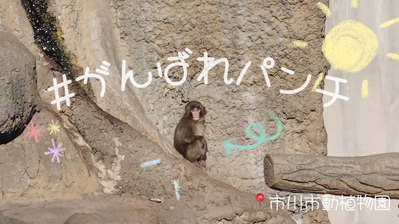 #がんばれパンチ | 話題のパンチに会ってきた.⋆𝜗𝜚.†⋆ 📍市川市動植物園