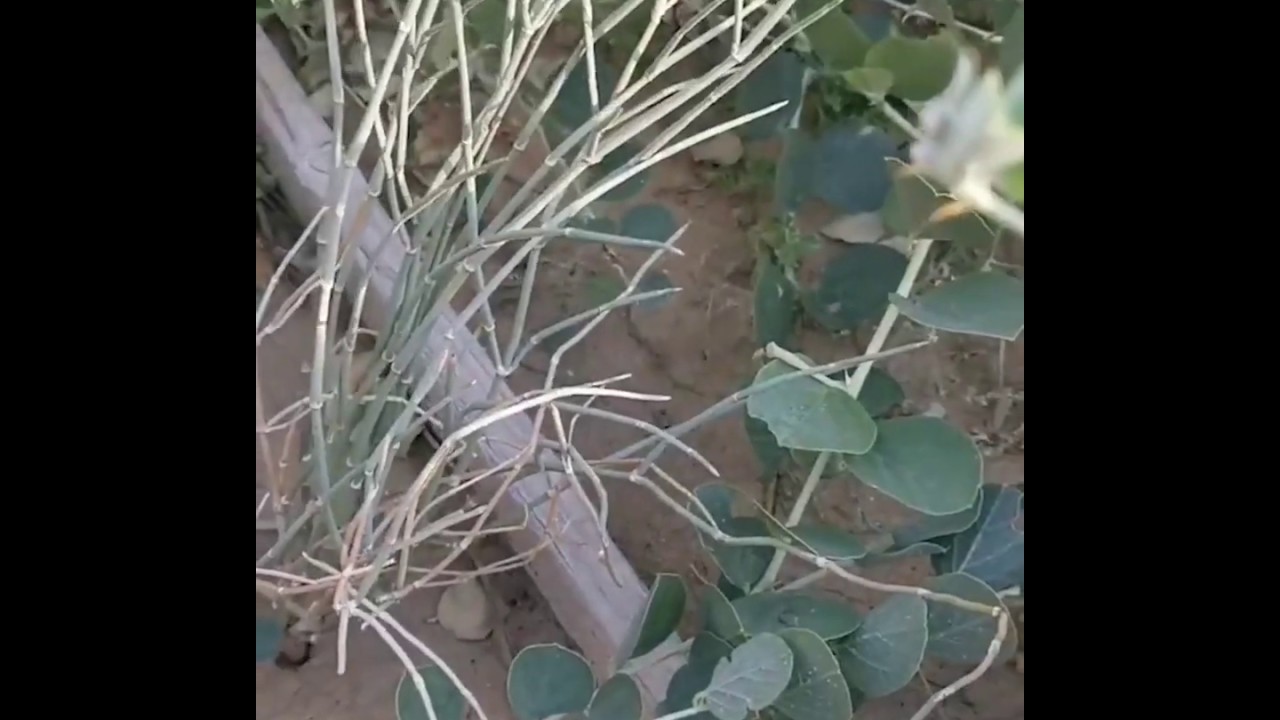 البروفيسور علي صغيَّر في حديث لراديو مكان حول نبتة العلندة، يمكن ان تكون العلاج لمرض السرطان؟