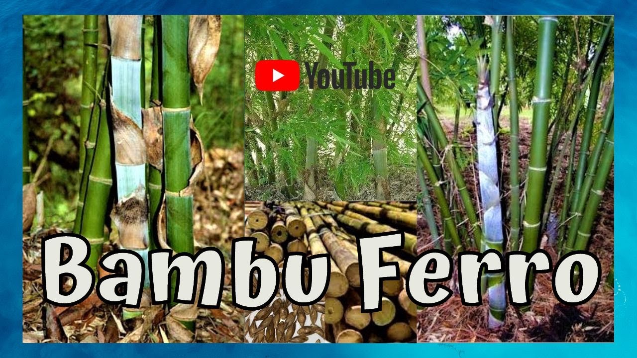 Como plantar bambu Ferro (Dendrocalamus Strictus) - YouTube