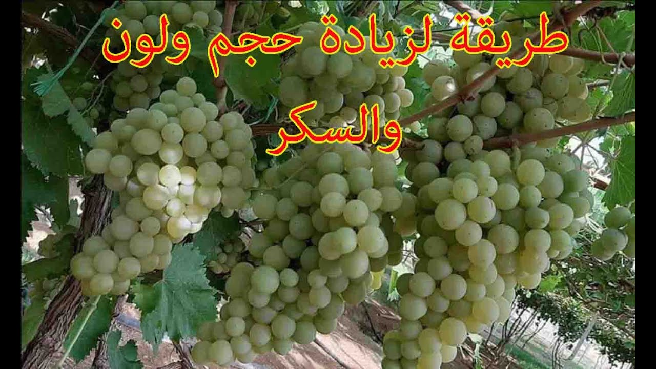 تسميد اشجار العنب قبل جني الثمار لزيادة حجم  واللون والسكر بعناقيد العنب
