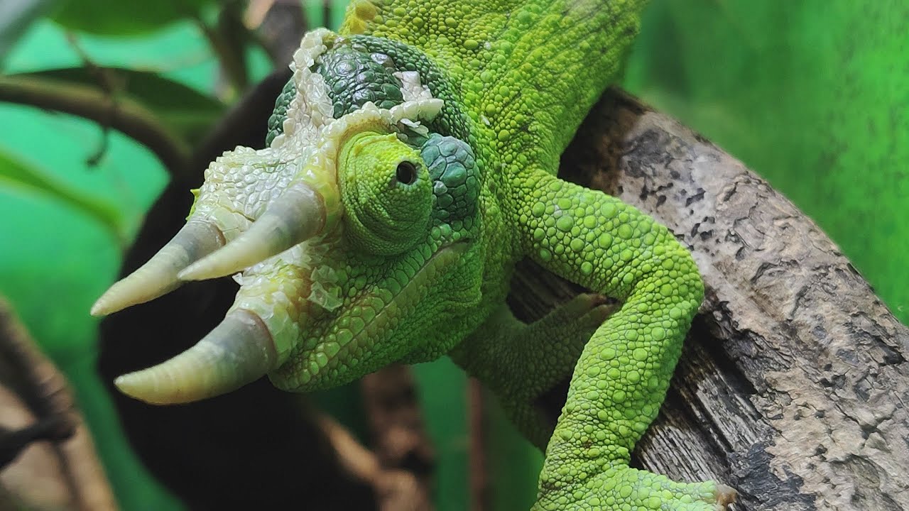 Oslo Reptilpark - Turist i egen by 2025