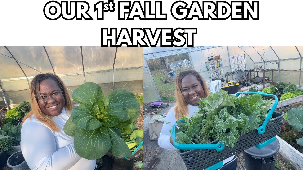 Our First Fall Harvest! |Zone 7 Fall Garden