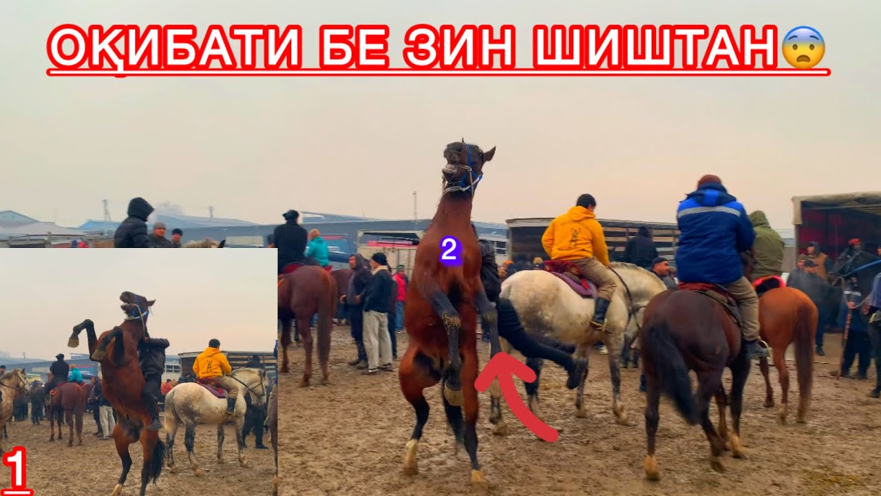 Асп бозори Душанбе Ленский район. Бинед ки чи гап шуд😱