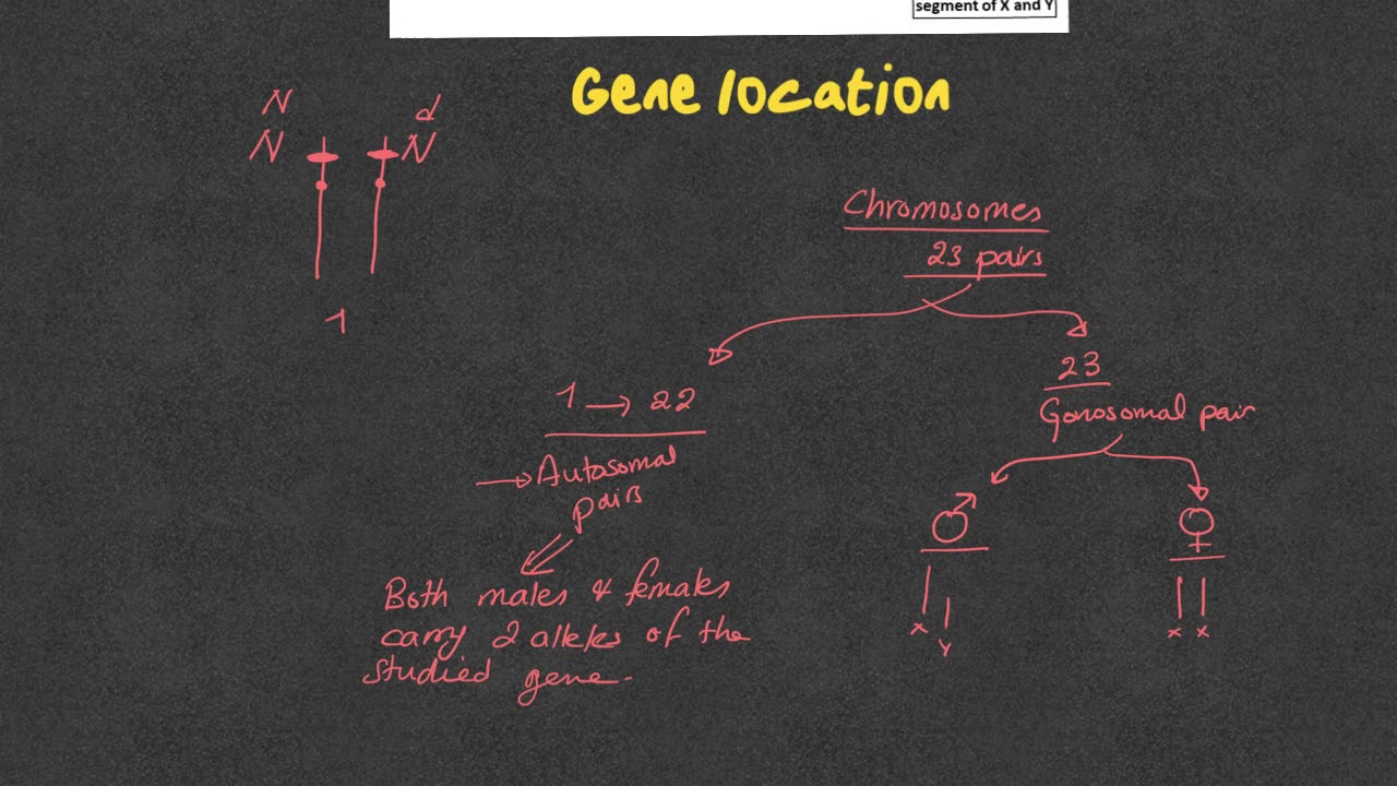 Grade 12 Pedigree 1 Localization of a gene