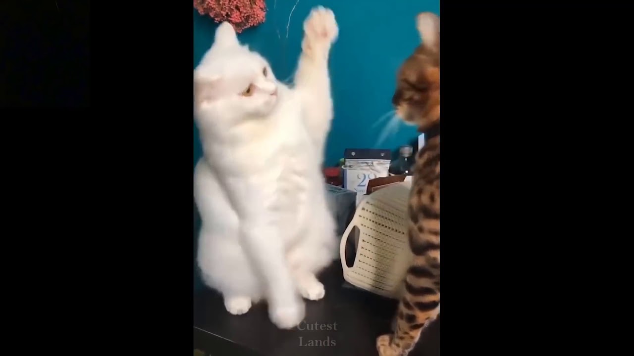Les Animignons les plus mignons et dr&ocirc;les. Compilation (1)