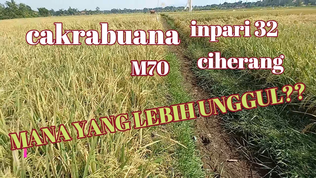 VARIETAS CAKRABUANA VS INPARI 32 VS M70 VS CIHERANG