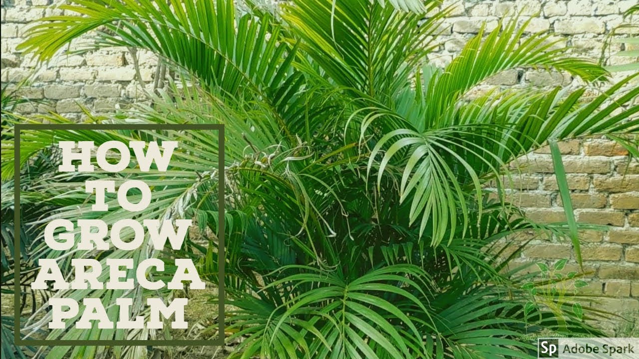 Areca Palm/Golden Palm Care in Hindi/Urdu