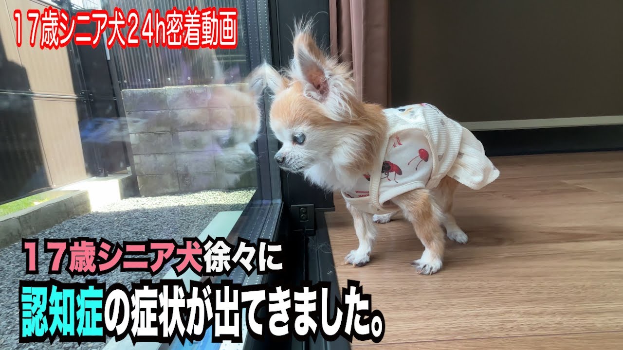 【１７歳シニア犬　徐々に認知症状が出てきました】