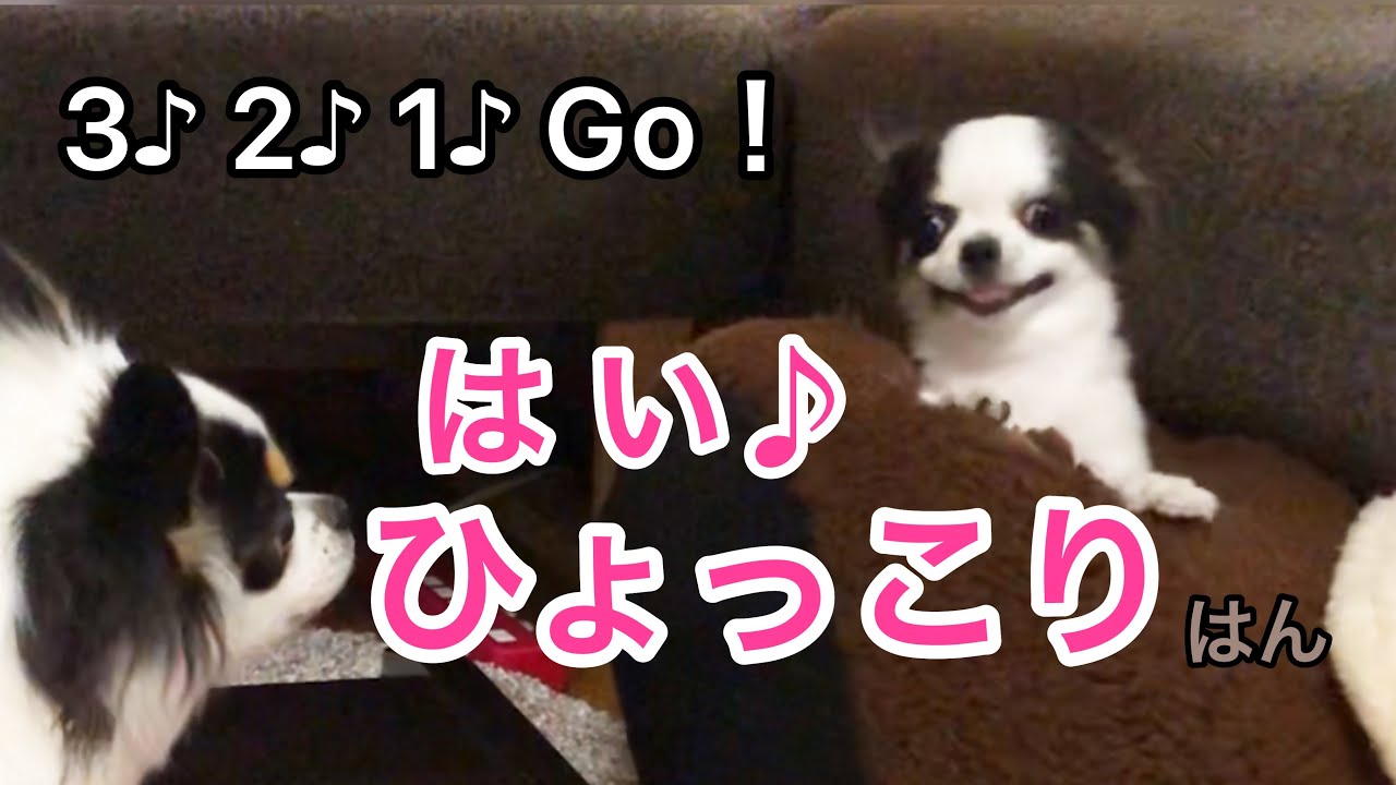 ひょっこりする子犬チワワが激かわ♡【ハルの写真もあるよ♪】Chihuahua puppies growth record.The most pretty puppies【dog】【犬】【多頭飼い】