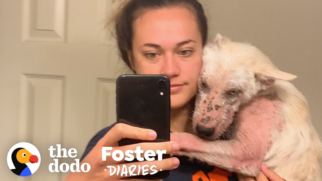 You Won't Believe How Pretty This Furless Puppy Gets | The Dodo Foster Diaries
