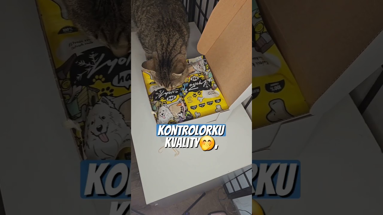 OBJEDN&Aacute;VKA PRO KRIST&Yacute;NKU 🩵 #dog #pes #objednavka