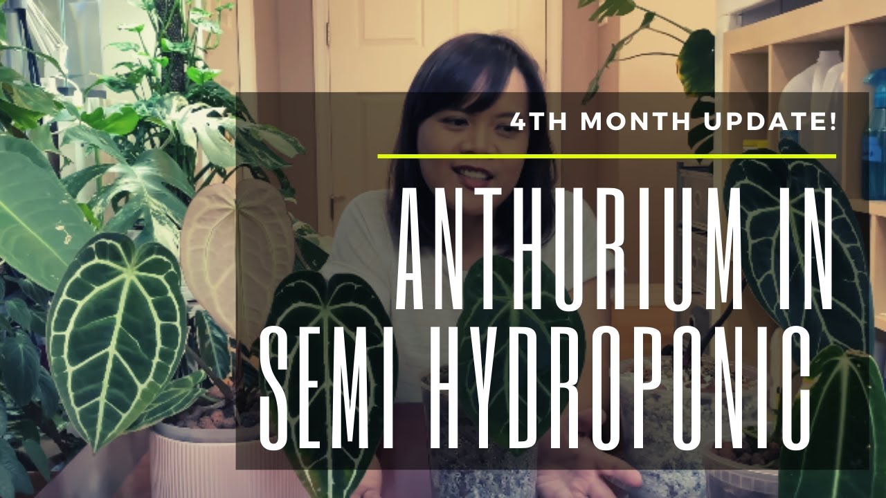 Anthurium In Semi Hydroponic 4th Month Update!