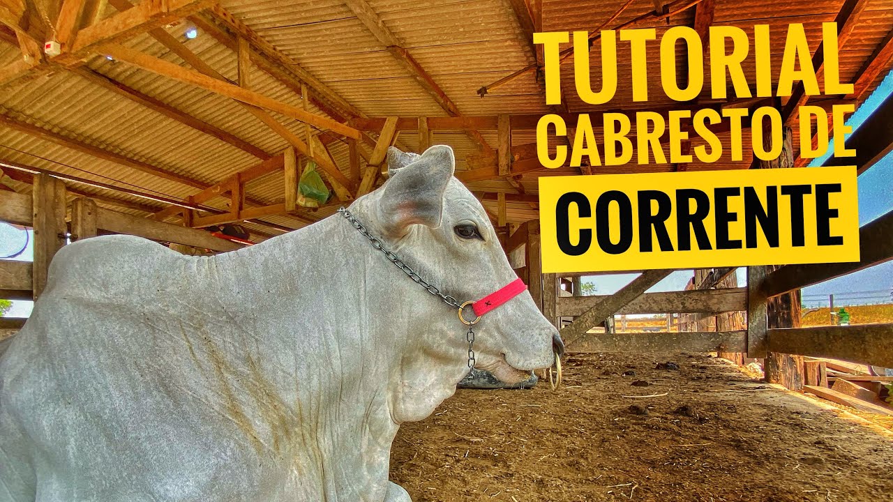 Como fazer Cabresto de Corrente para Bezerro