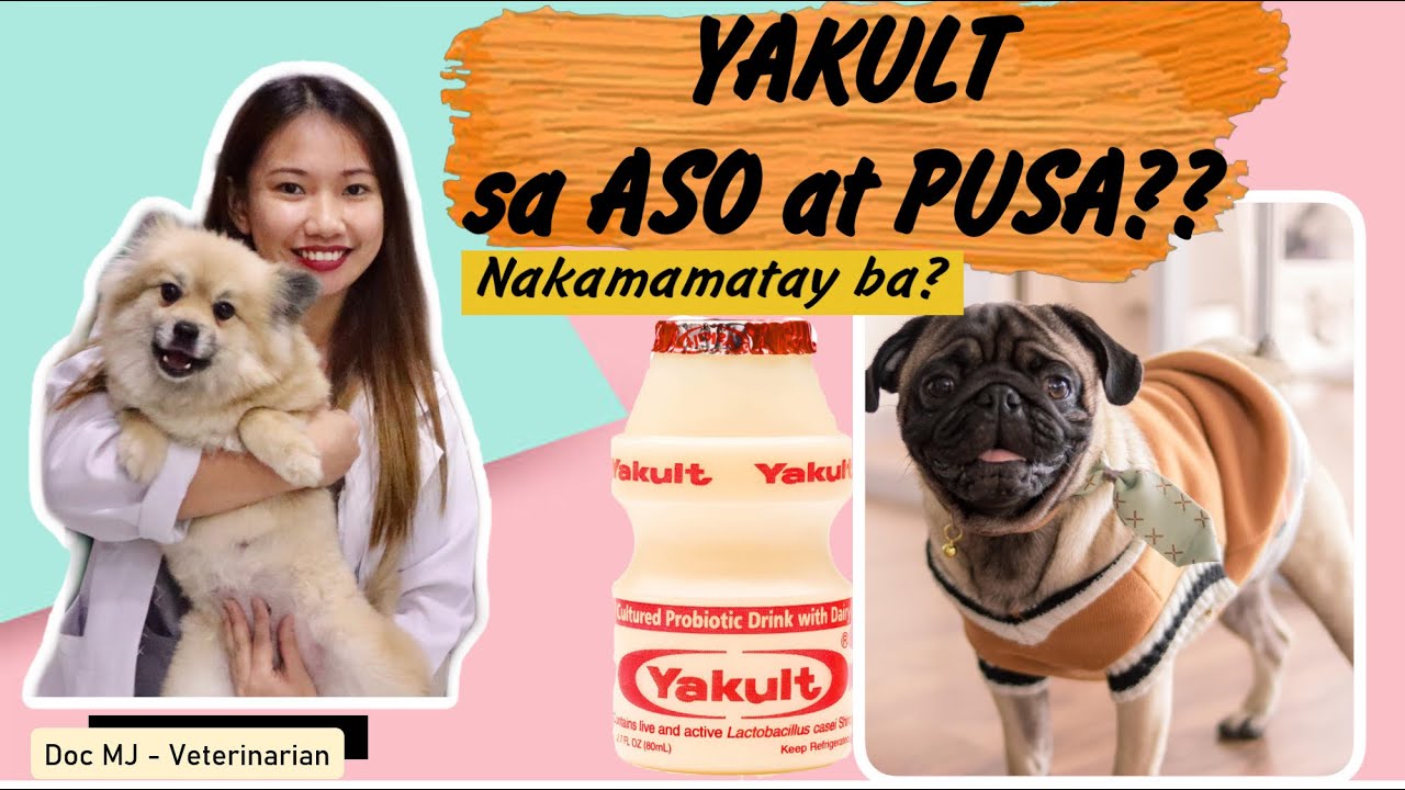 DIARRHEA OR CONSTIPATION || YAKULT FOR DOGS? || DOC MJ VETERINARIAN|| FREE ADVICES FOR YOUR PETS