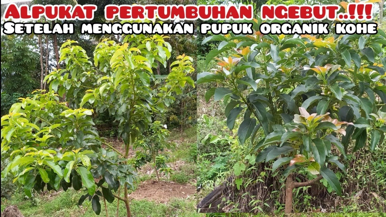 CARA MEMPERCEPAT PERTUMBUHAN ALPUKAT DENGAN PUPUK ORGANIK KOHE KAMBING