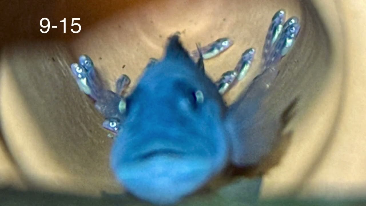 Steatocranus tinanti breeding