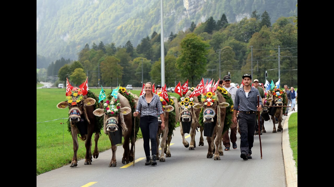 Alpabfahrt Rankhof, Untertrübsee - Hinter Linden, Buochs 