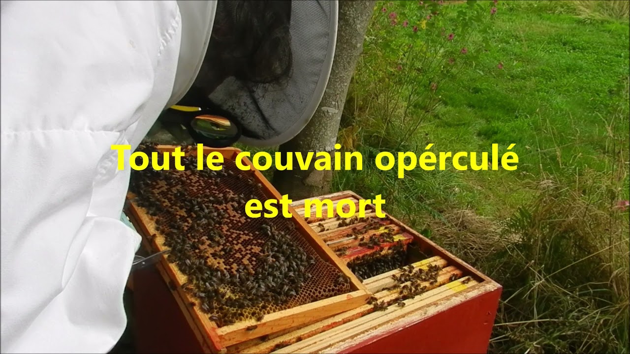 Agonie autopsie varroa infestation d'une colonie d'abeilles 10 septembre 2021 dernière chance
