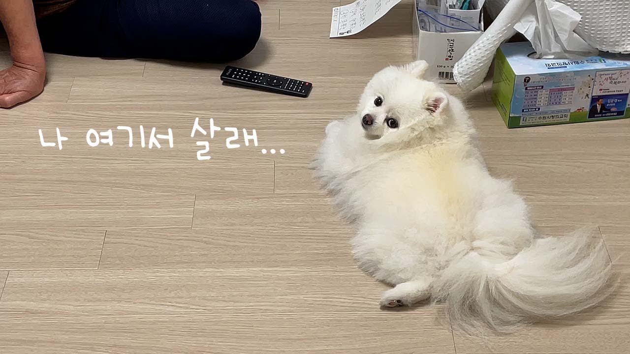 강아지를 부모님 집에 데려갔더니 식구들이 다 강아지 편만 들어줌 ㅠㅠ