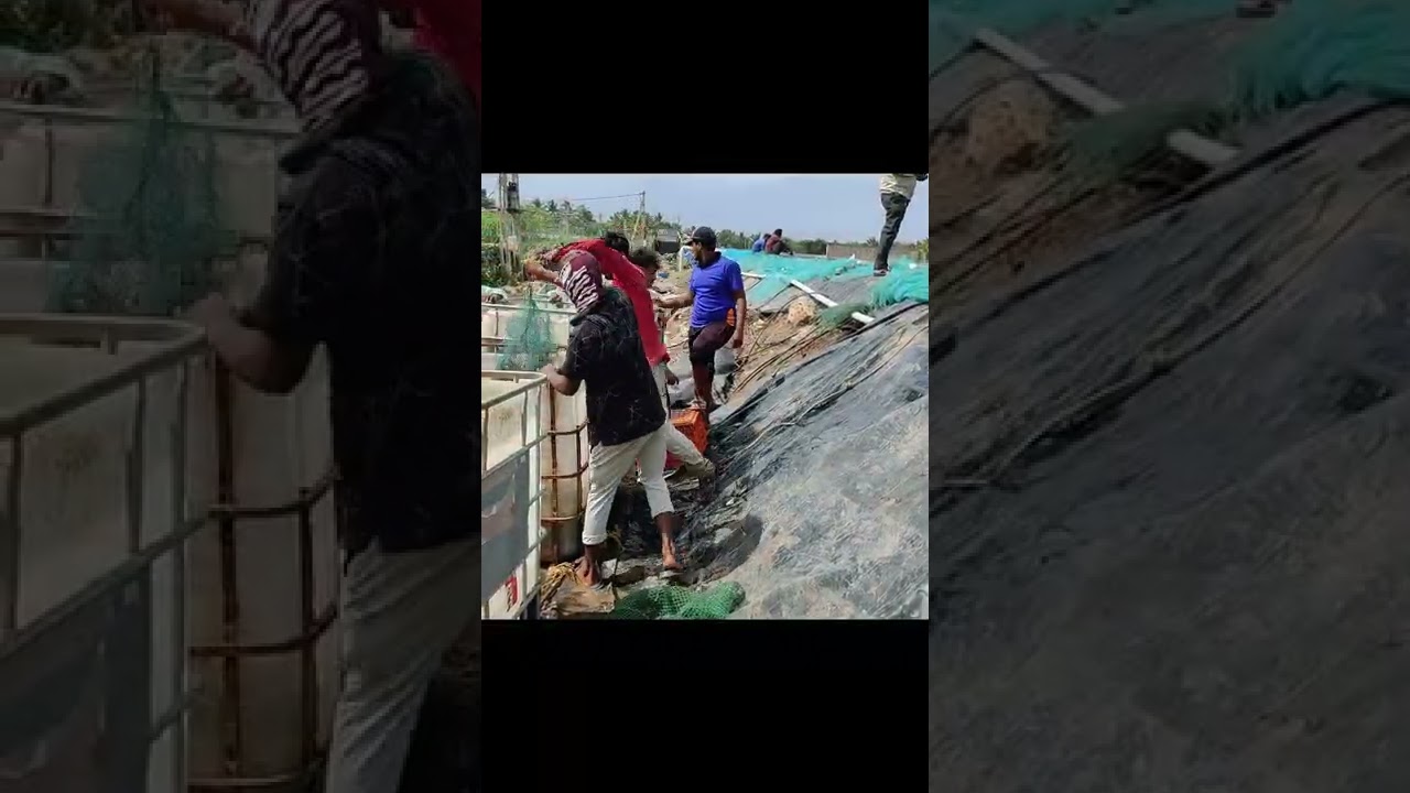 SHRIMP FARM HARVESTING | SHRIMP FARM | INDIANFISHERIES