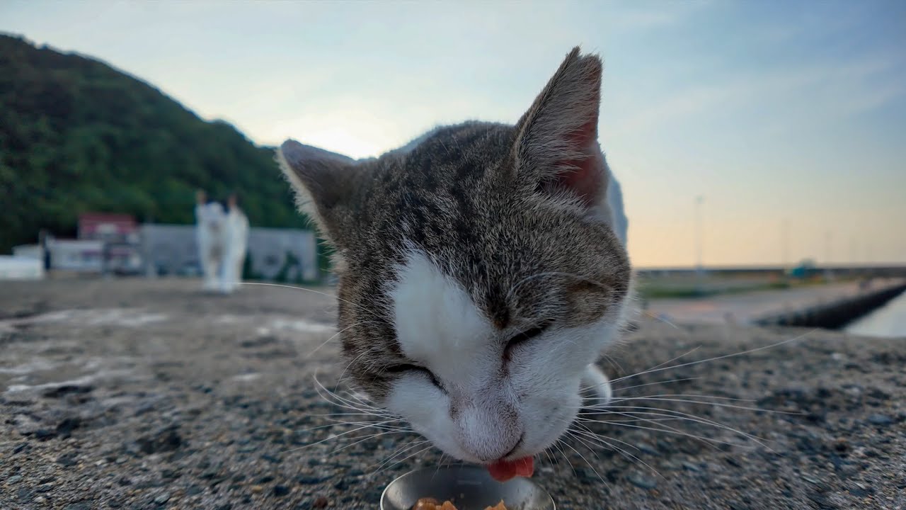 防波堤でちゅーるを食べるよく喋る猫ちゃん、先輩猫がやってきて横取りされる