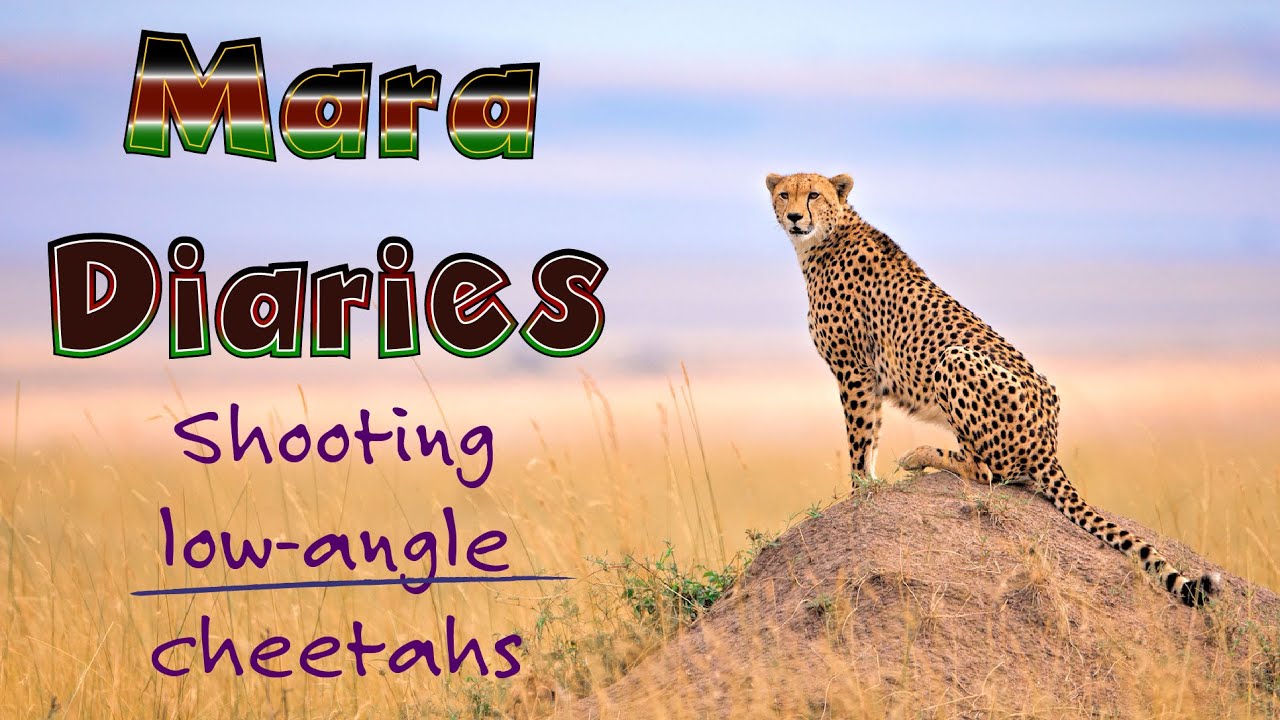 Shooting inspiring low angle images of Cheetah using MF Assist / AF Peaking tips and tricks