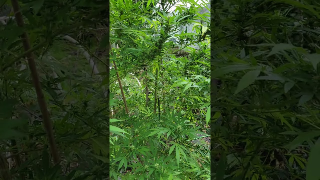 OUTDOOR GROW... GOD'S GIFT standing over 8 1/2 feet tall.