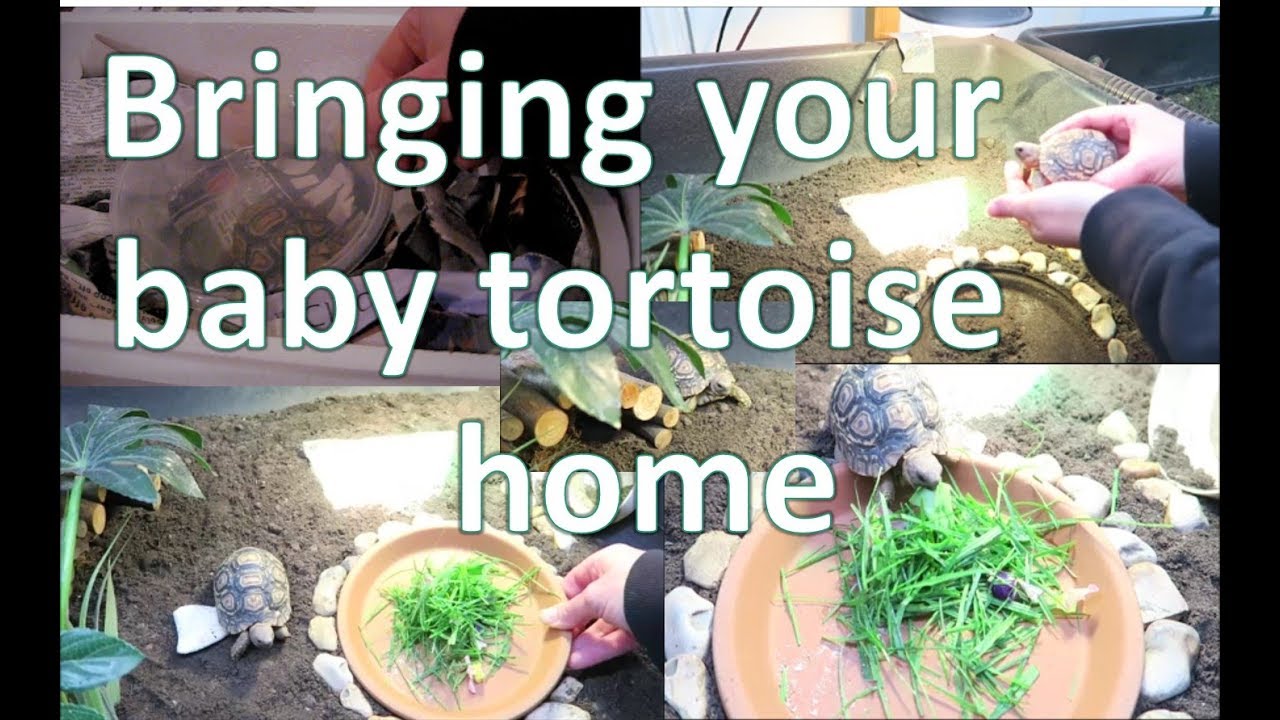 Bringing your baby tortoise home | happytortoises