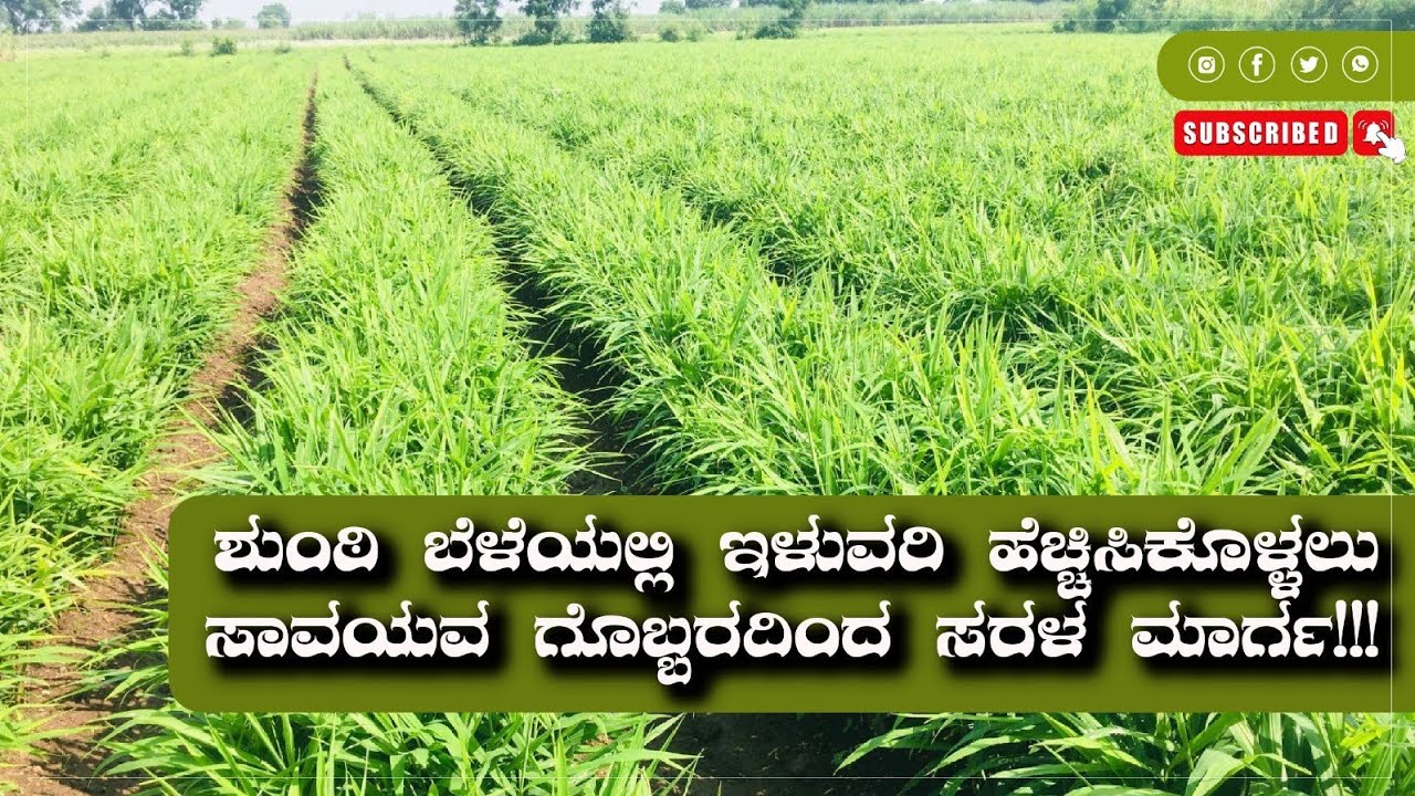 ಶುಂಠಿ ಬೆಳೆ ಯಲ್ಲಿ ಇಳುವರಿ ಹೆಚ್ಚಿಸಿಕೊಳ್ಳಲು ಸಾವಯವ ಗೊಬ್ಬರದಿಂದ ಸರಳ ಮಾರ್ಗ!!!#shunti #ginger