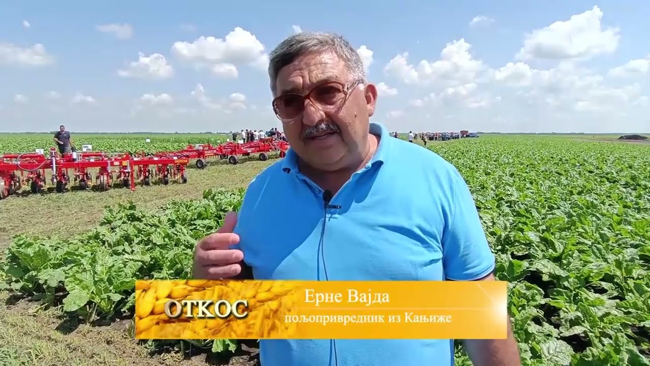 SECERNA REPA OPET KRALJICA