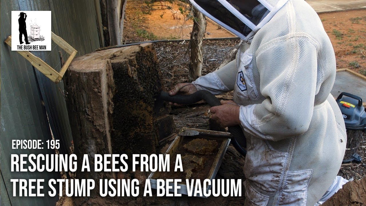 Rescuing a Bees from a Tree Stump using a Bee Vacuum - The bush Bee Man