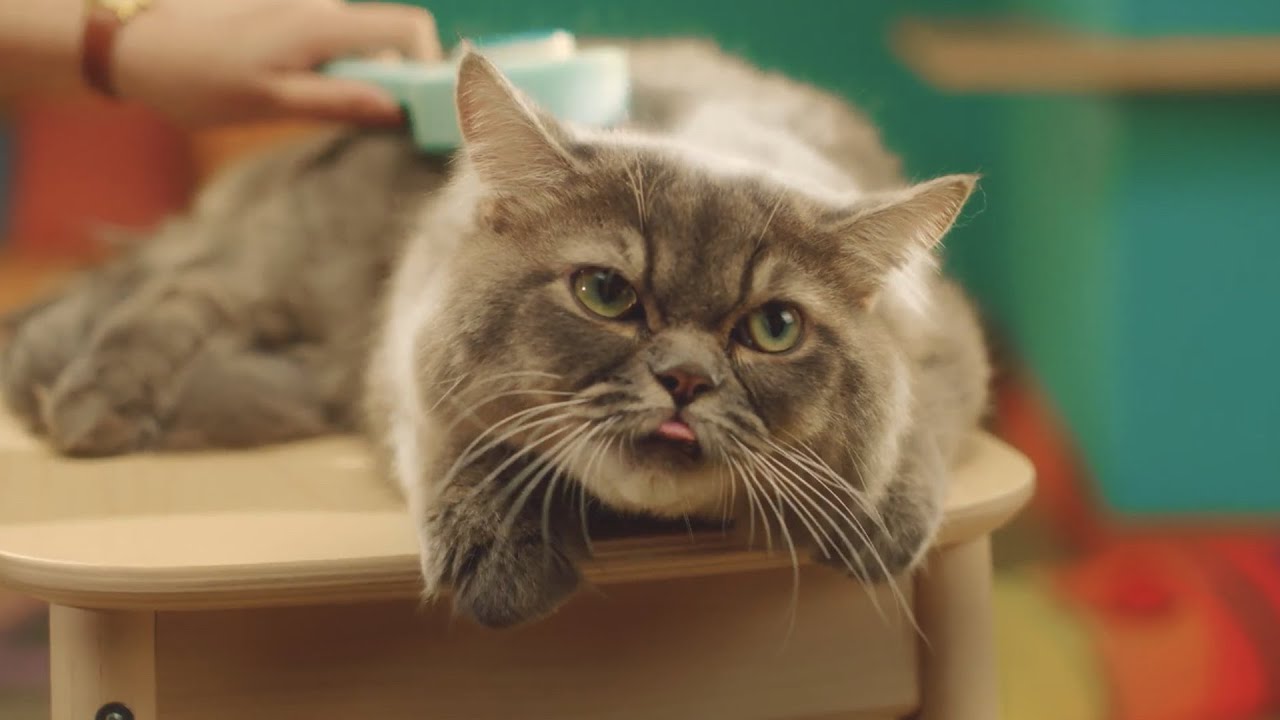 An Ad Made for Cats